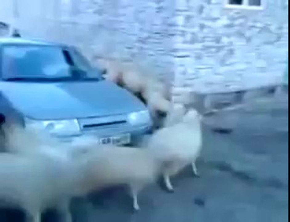 Schafe umkreisen ein Auto  -  www.wegschmeiss.de