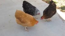 Tavukların Lazer Işığıyla İmtihanı