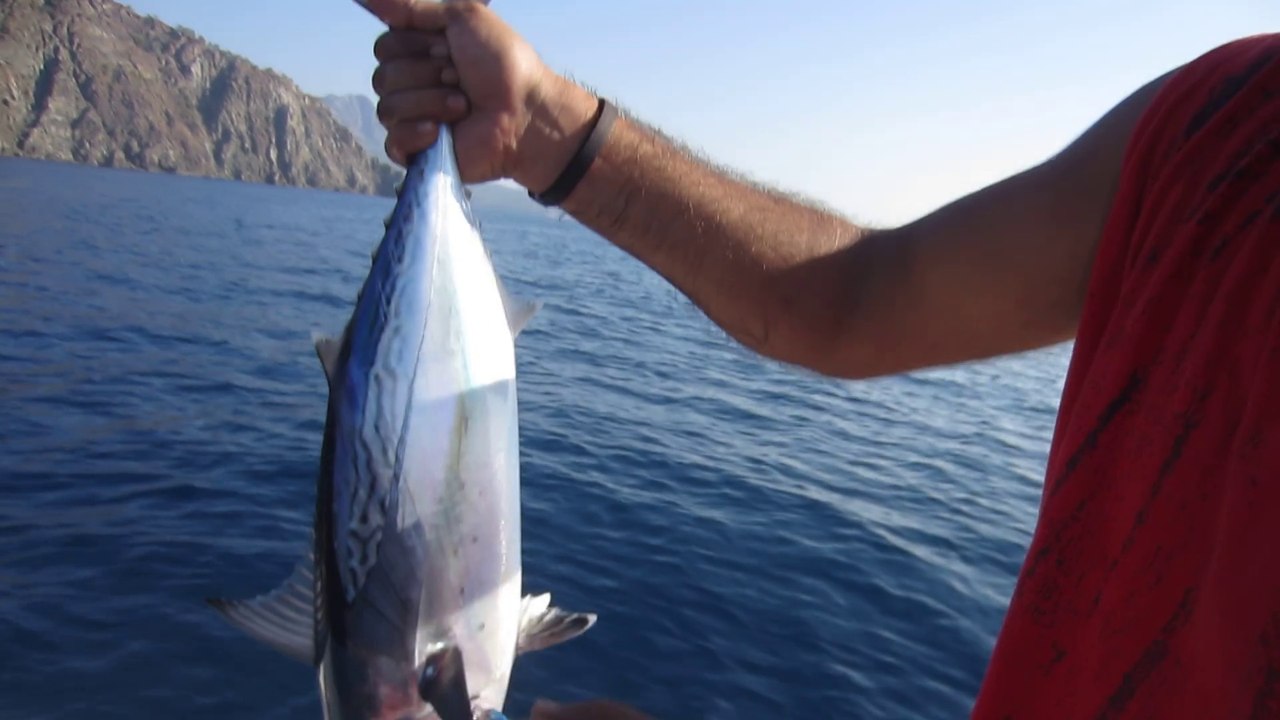 ADRASANDA YAZILI ORKİNOS AVI SEVİNCİ - www.adrasanbalik.com