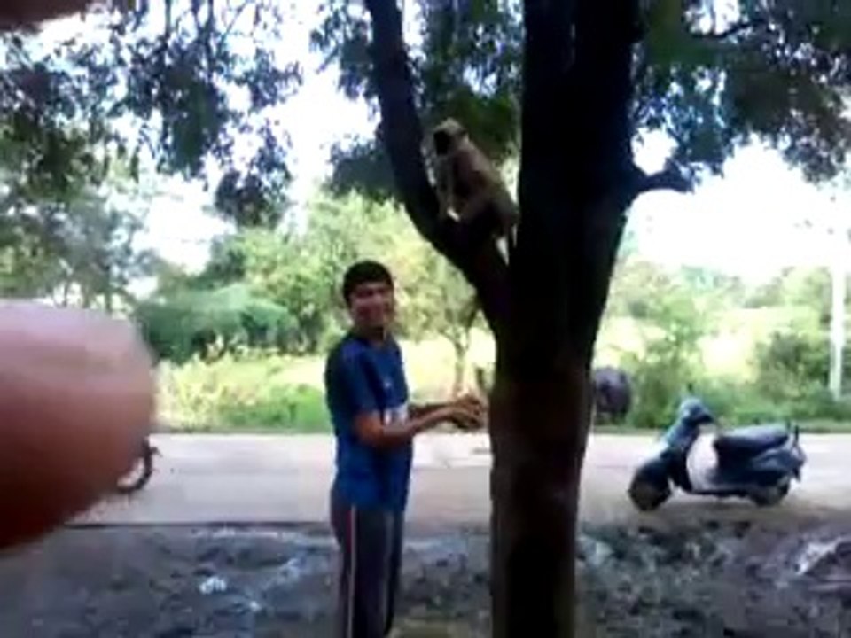 haha funny monkey