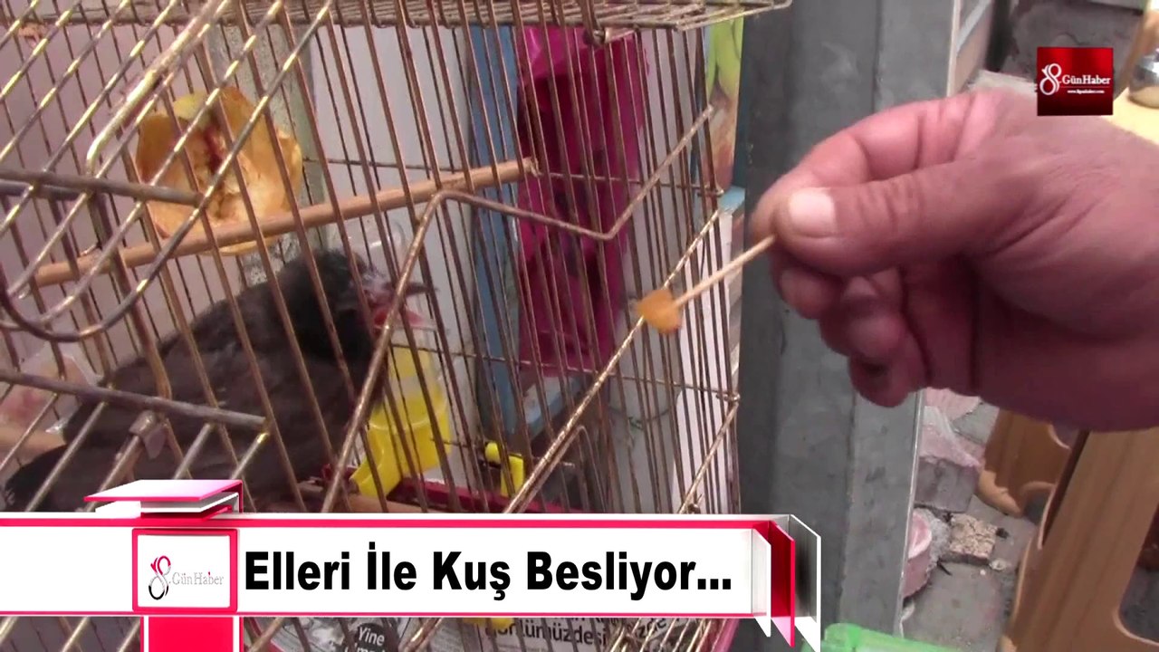 İskenderun da bir esnaf kuşları elleriyle besliyor 8gunhaber [Yüksek Kalite ve Büyüklük]