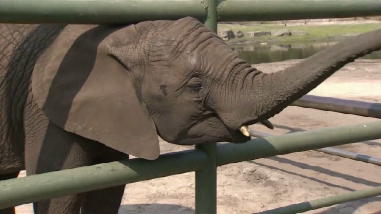 Nelly l'éléphante succède à Paul le Poulpe en Allemagne