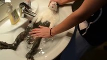 Lapin prend un bain relaxant tellement détendu qu'il sait endormi ! a voir