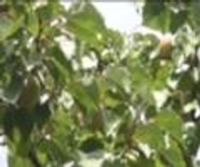 Bu kayısıların tanesi 1 lira