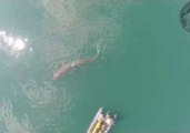 Basking Sharks Off Irish Coast