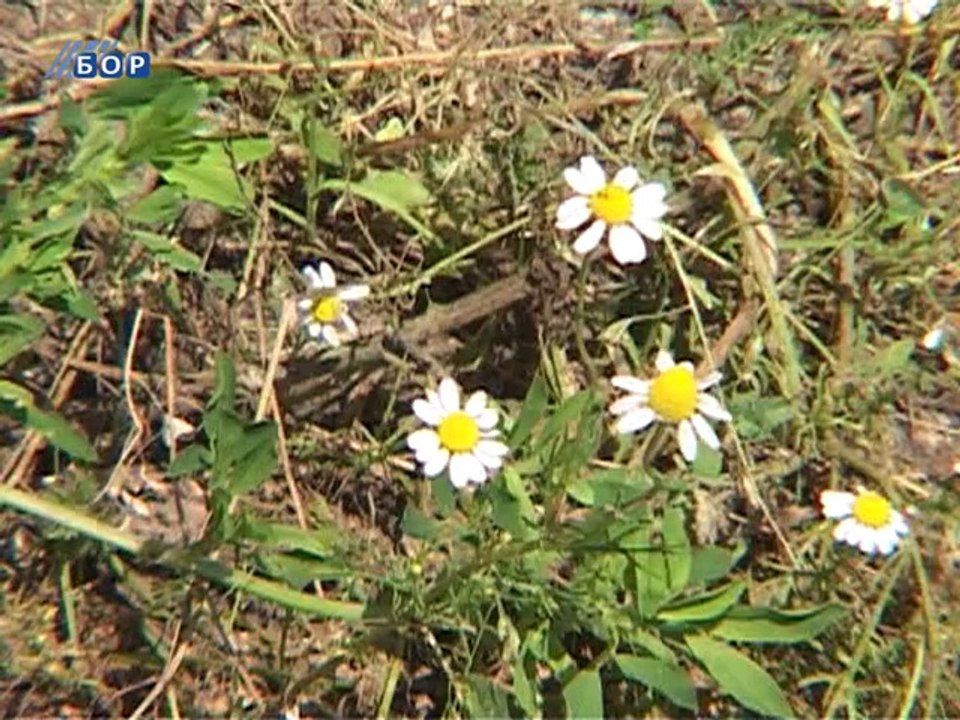 Zeleni ekran, 01. jun 2014.