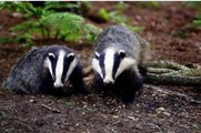 BBC Radio 4_ Farming Today, Test, Vaccinate, or Cull Badgers in Northern Ireland 5Jun14