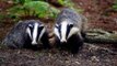 BBC Radio 4_ Farming Today, Test, Vaccinate, or Cull Badgers in Northern Ireland 5Jun14