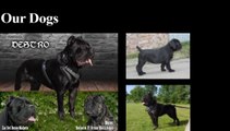 NJ Cane Corso-Cane Corso Puppies | Cane Corso  Mastiff