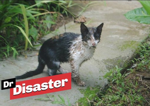 Un homme sauve un chat d'une attaque de boa / Dr Disaster