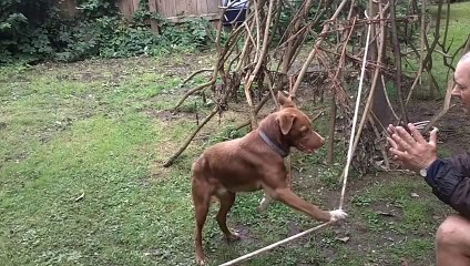 Akrobotik köpek eğitimi