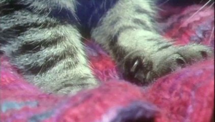 Pets in the Wild - Episode 3 of 5 - Tiger on the Tiles