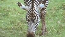 Pets in the Wild - Episode 5 of 5 - The Zebra in Your Stable