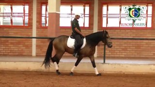 Cavalo Lusitano - Dom do Retiro - Coudelaria Luso Brasileira