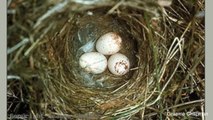 How One Mama Bird Password-Protects Her Nests