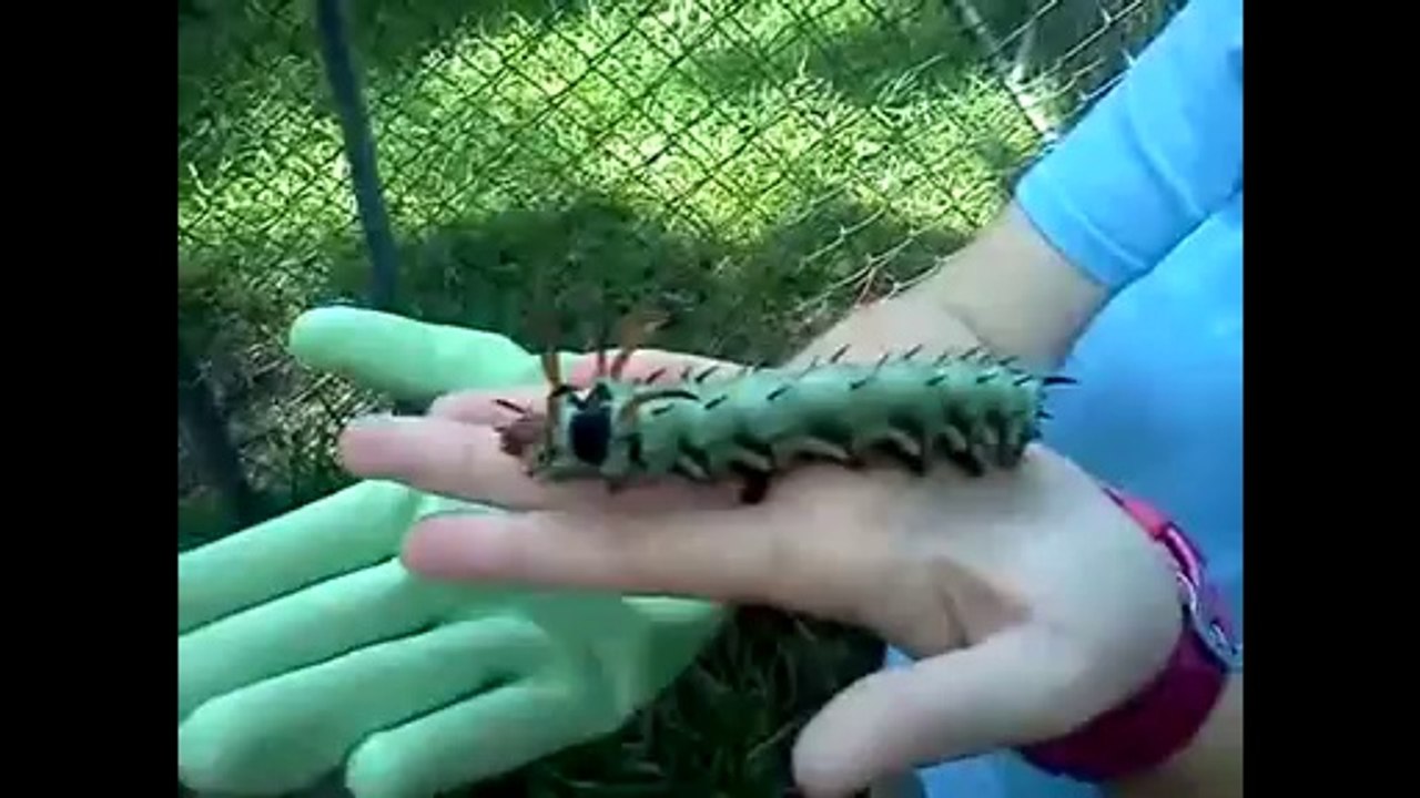 The largest caterpillar EVER!