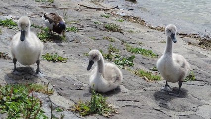 les bébés cygnes grandissent (2) ,lac Léman