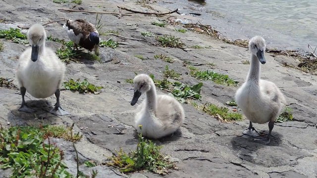 les bébés cygnes grandissent (2) ,lac Léman