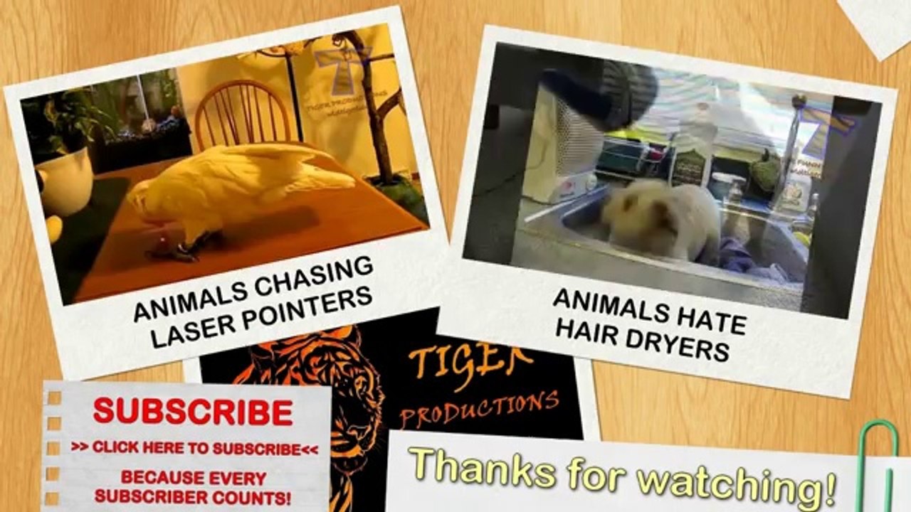 Best funny and cute cat videos compilation 2014