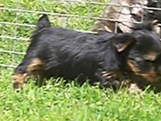 JERRY-LEE 5 semaines