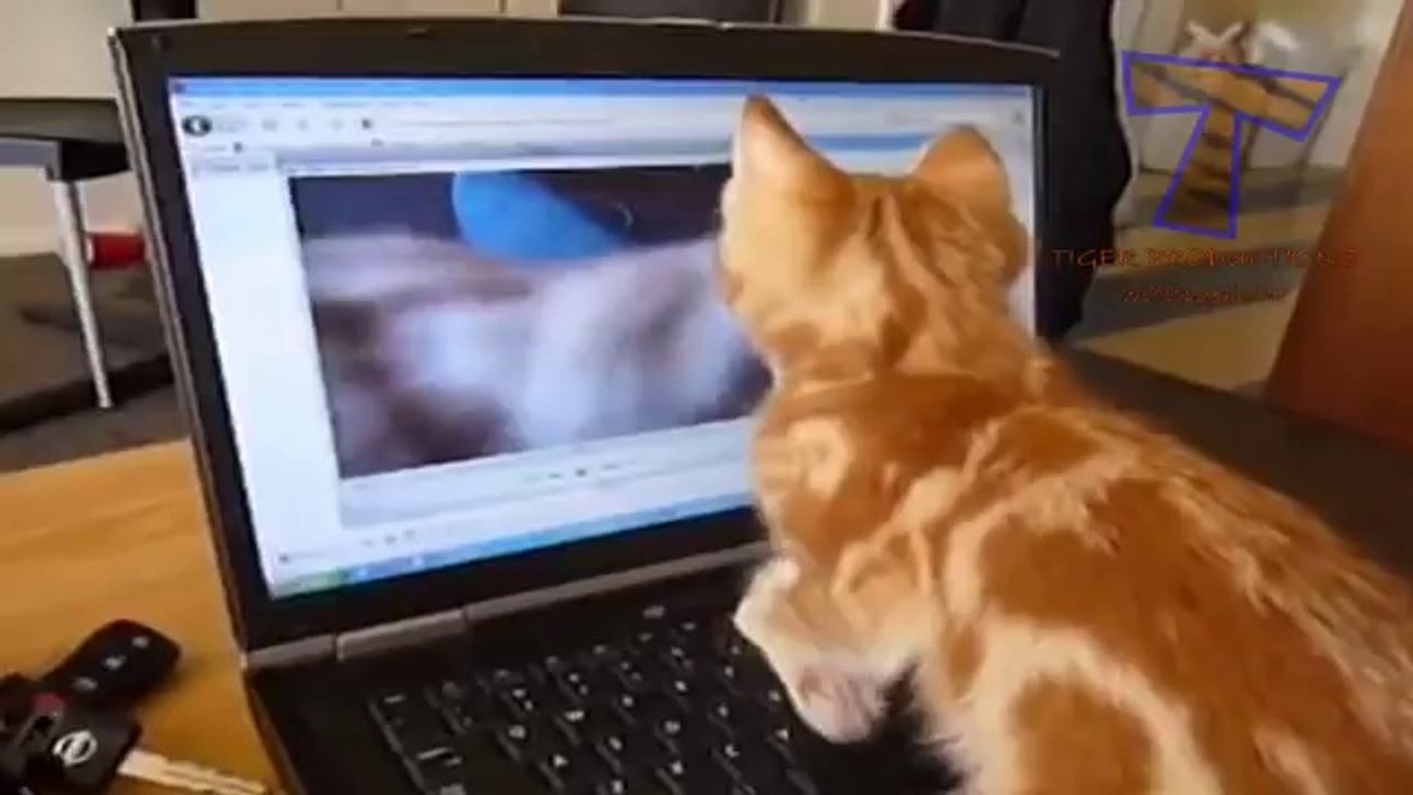 Cute cats feel confused - Funny cat compilation