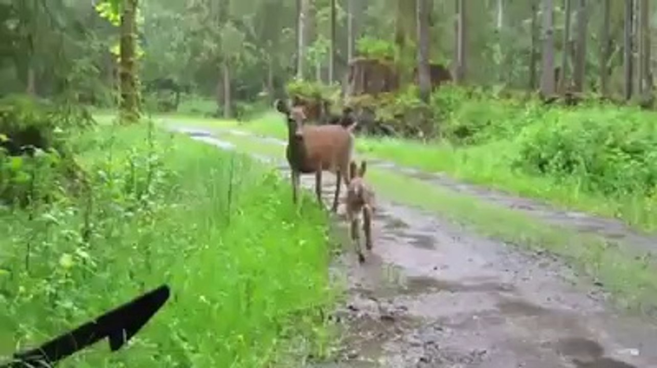 Saving a baby deer