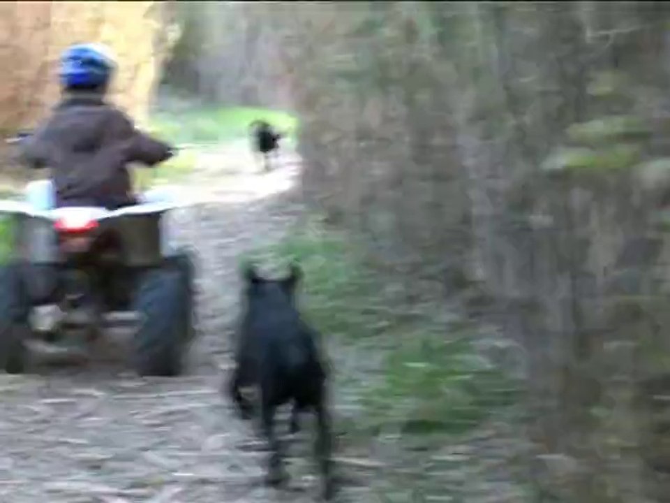 Training endurance Quad : Les labradors du Mazet de la Crau