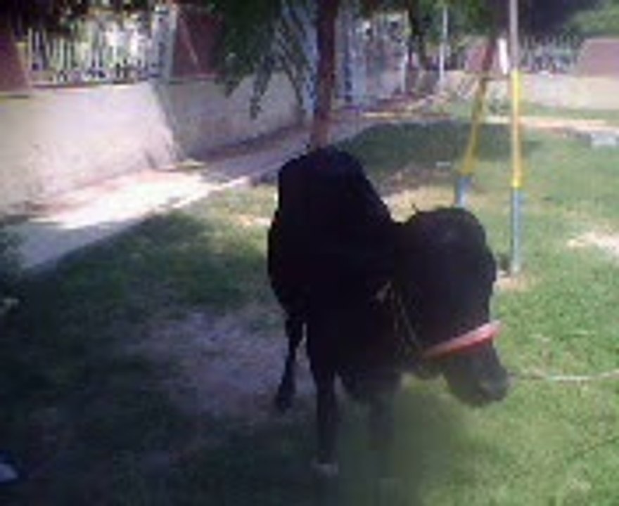 Saim_Sami_with Cow