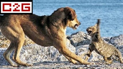 Chiens vs chats : l'ultime combat