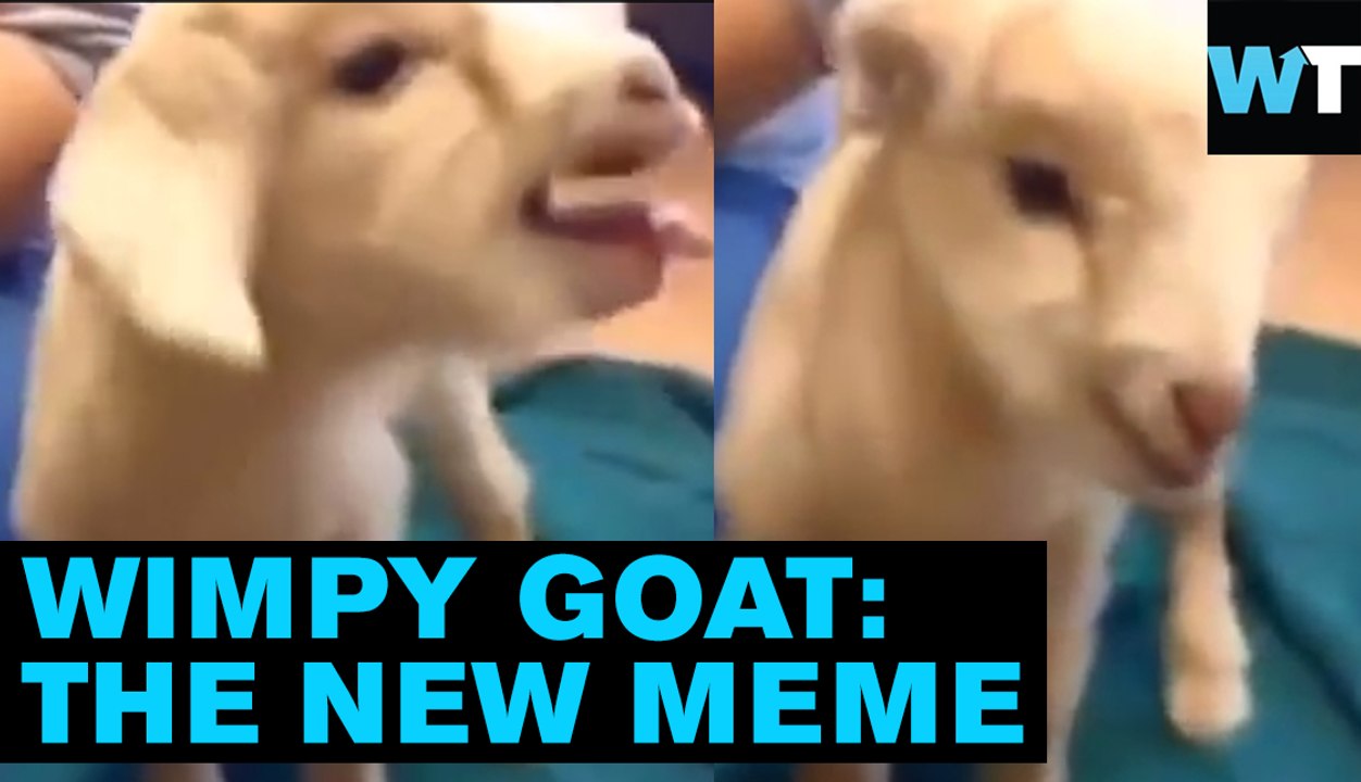 Wimpy Goat Brings the Goat Remix Meme Back! | What’s Trending Now