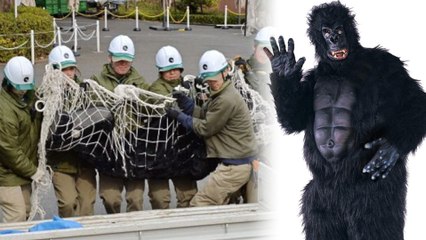 Man in Gorilla Suit Tranqued During Zoo Escape Drill