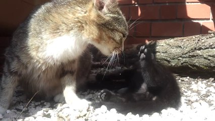 Petit chaton sauvage qui mange.