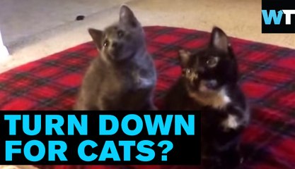 Cats Dancing to "Turn Down for What." Obviously | What’s Trending Now