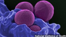 Single-Dose Antibiotic Could Cure MRSA, Other Superbugs