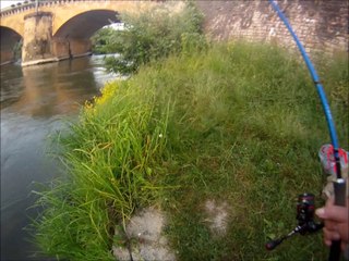 Aspe pris au Pont des Morts à Metz le 1er juin 2014