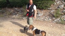 Dressage canin la Ciotat 13 ordre basique sur deux chiens(suite)