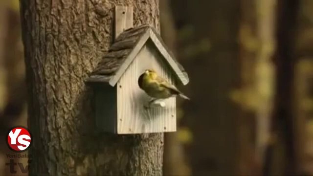 Kuş yuvasının içini merak edenler var mı Cevabı bu videoda gizli.
