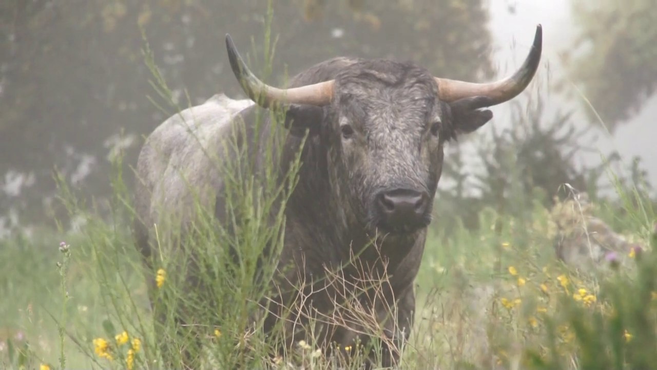 Aldolfo Martin Andres