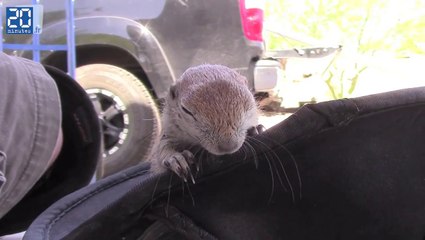 Il sauve un écureuil de la noyade