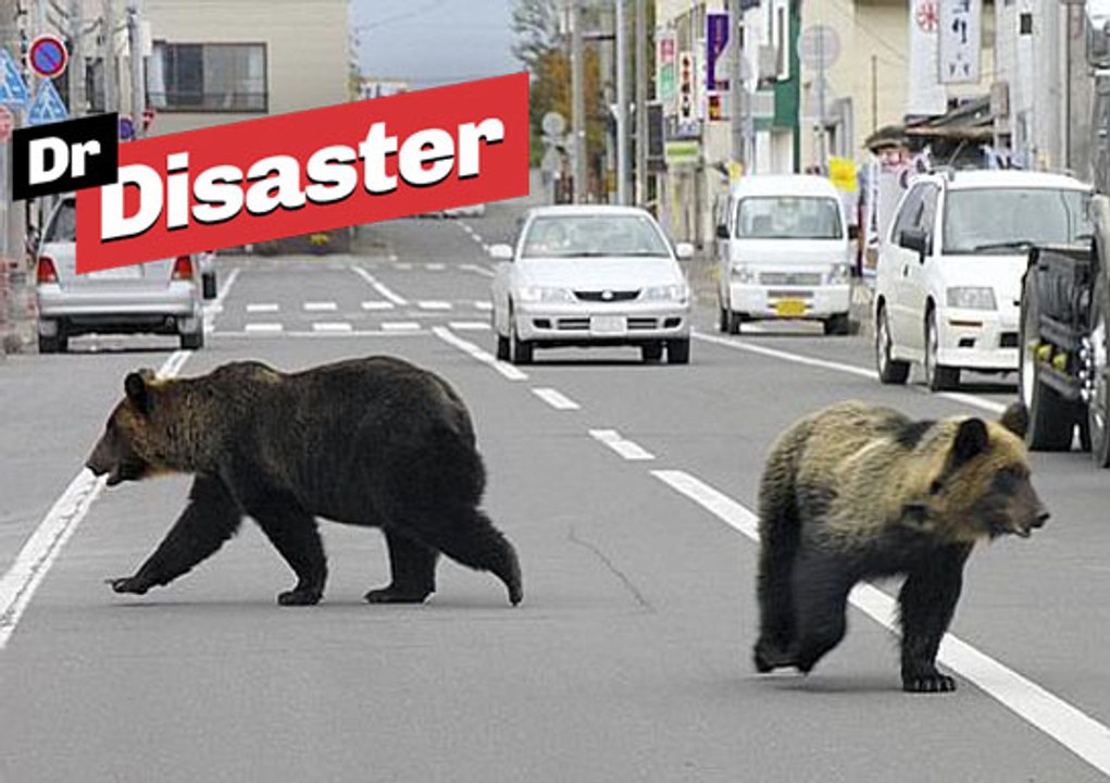 Nos voisins les ours envahissent la ville / Dr Disaster