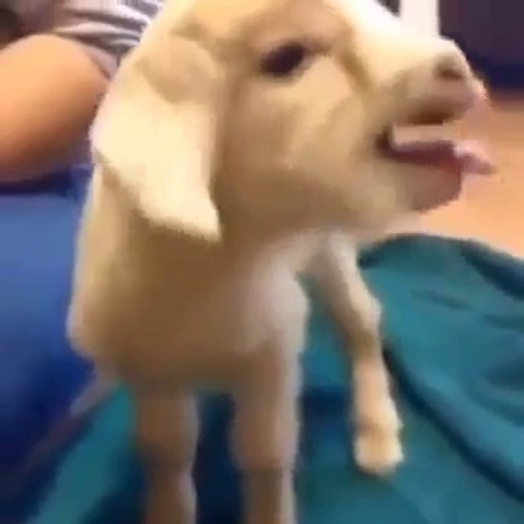 Bebe Chevre Trop Marrante Et Surtout Trop Mignonne Video Dailymotion