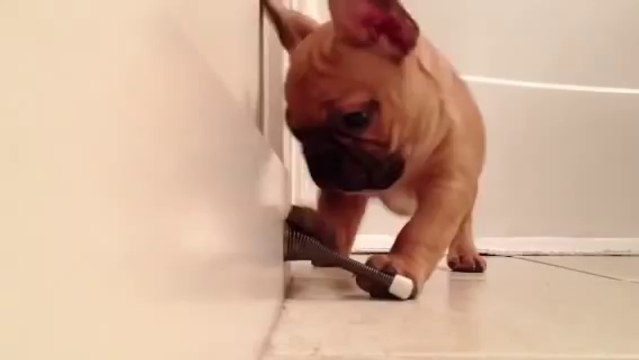 Adorable Bulldog Français découvre les stop-portes! Hilarant.
