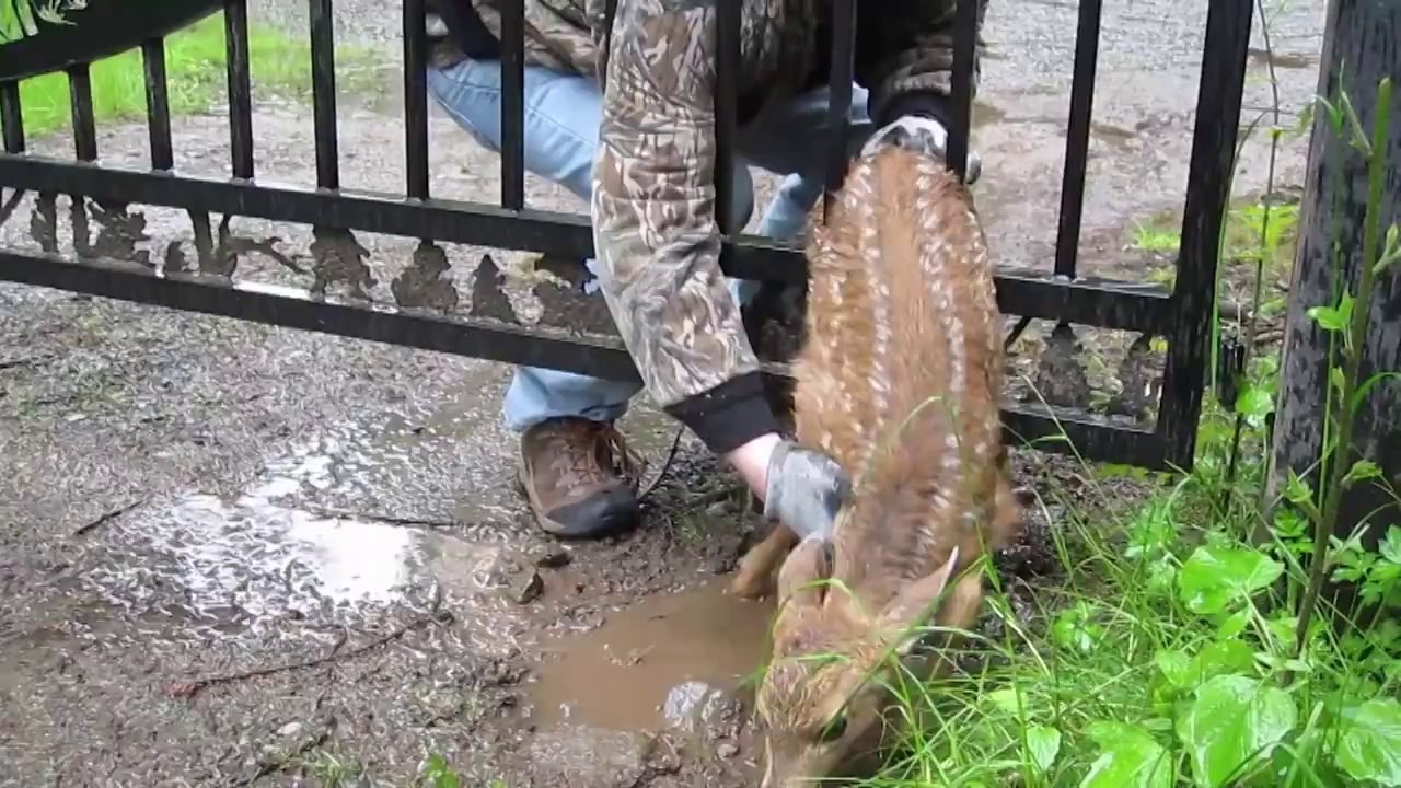 Man Saves Fawn Stuck In Fence