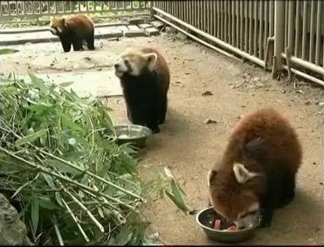 Trois pandas roux transférés dans un zoo de Taïwan