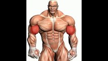 Best Muscle Building Supplements | Best Muscle Building Supplement