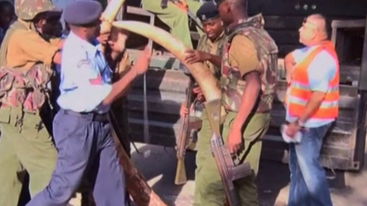 Kenyan police seize more than 300 elephant tusks