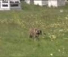 Bir yanda yavruları diğer tarafta köpek