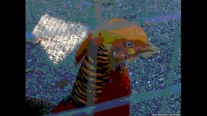 Ahmad Zahir   آهنگ بودنه جان بودنه