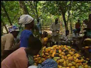 ガーナのカカオ生産と食糧輸入