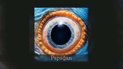 Hayvanların gözlerine yakından bir bakış